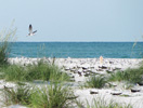 Anna Maria Island Sun News Story