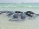 Anna Maria Island Sun News Story