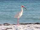 Anna Maria Island Sun News Story