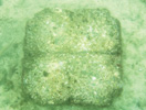 Anna Maria Island Sun News Story