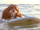 Anna Maria Island Sun News Story