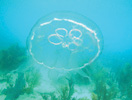Anna Maria Island Sun News Story