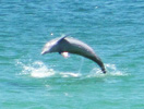 Anna Maria Island Sun News Story