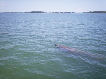 Anna Maria Island Sun News Story